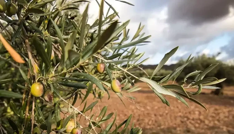 Zeytin Yasası 11. Madde Nedir?