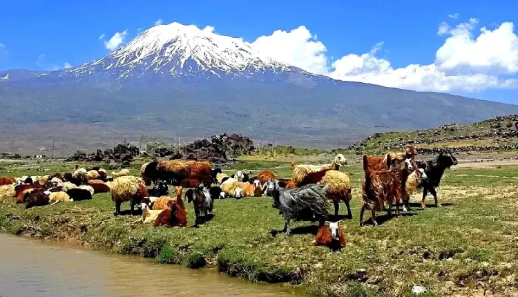 Ağrı'da Tarım ve Hayvancılık Yatırımlarıyla Ekonomik Canlanma