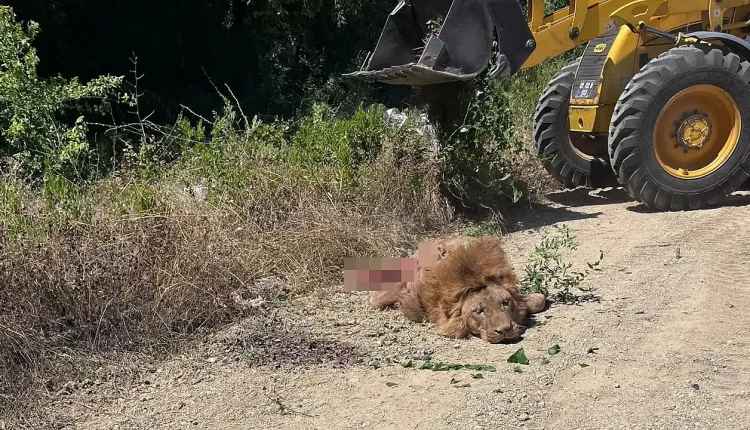 Manavgat'ta kaçan aslan, bekçiye saldırdıktan sonra vurularak itlaf edildi
