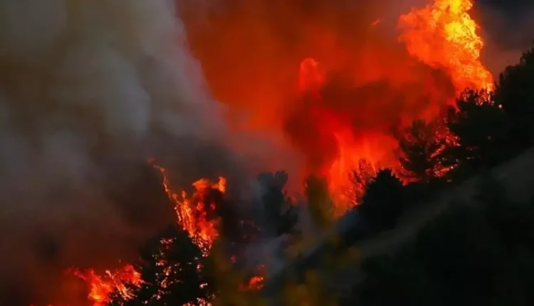 Orman Yangınında Hayatını Kaybeden 24 Kişi Kim, İsimleri Ne?