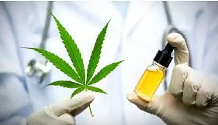 Tıbbi Kenevir Nerede Satılıyor? Tıbbi Kenevir Nedir?