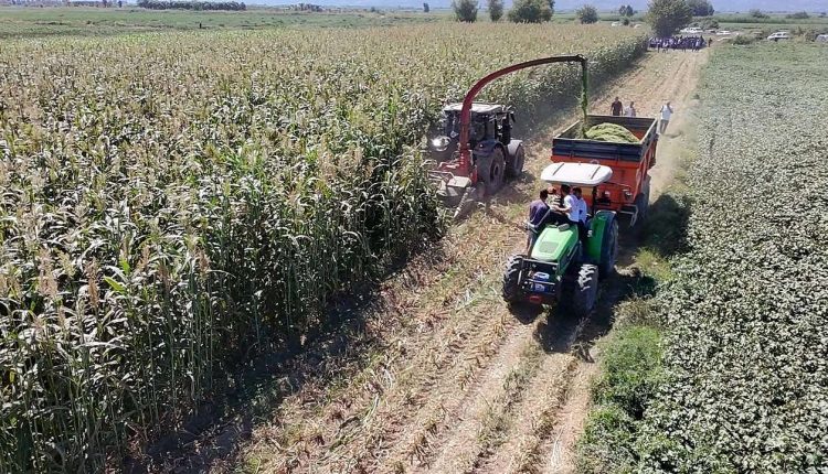 190 Çiftçiye Sorgum Sudan Otu Tohumu Desteği Sağlandı