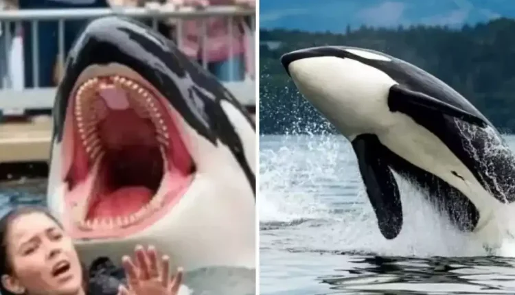 Balina Eğitmenini Yuttu Gerçek mi?