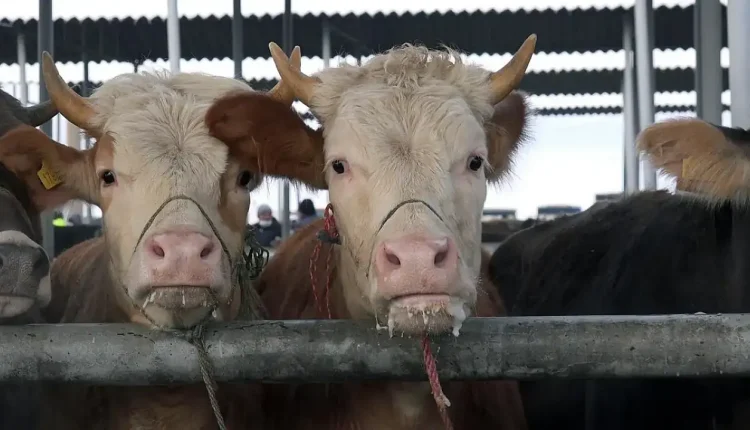 Hayvan Pazarları 24 İlde Yeniden Faaliyete Geçti!