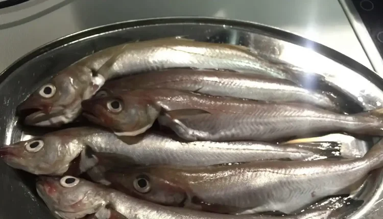 Mezgit Balığının Diğer Adı Nedir?