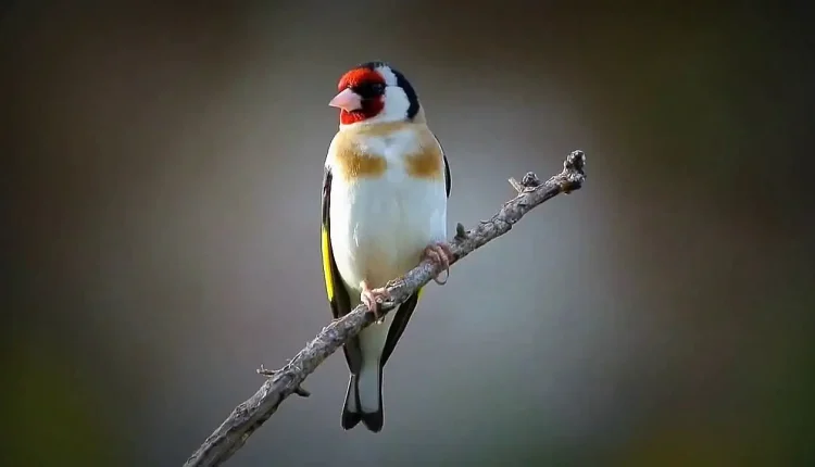 Saka Kuşu Beslemek Neden Yasak?
