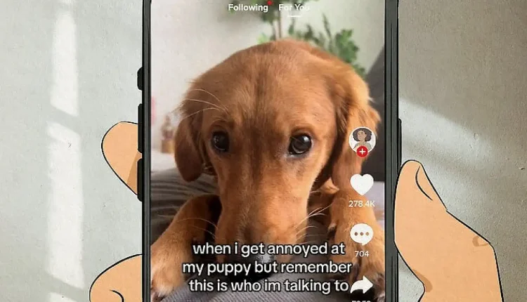 TikTok My Shayla Ne Demek?