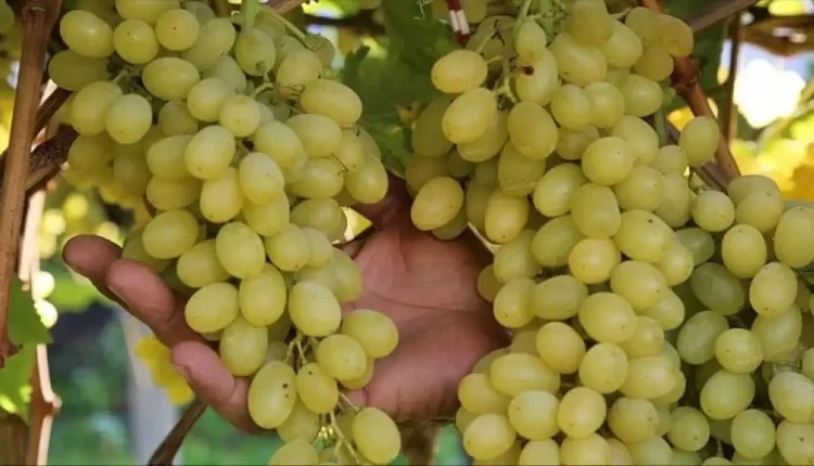 Üzüm satışı için 4 Ağustos'ta izin çıkacak: 100 milyon dolar satış bekleniyor
