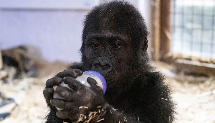 Yavru goril Zeytin nerede?