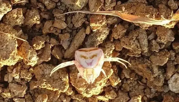 Yüzü insanı andıran bir örümcek türü keşfedildi! Peki, insan yüzlü örümcek hangi bölgelerde yaşıyor?